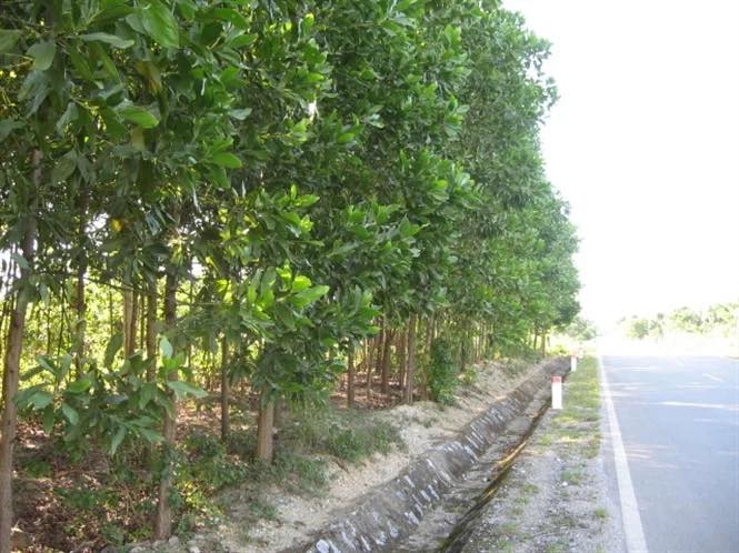 Đất vườn Quỳnh Châu, Nghệ An 15.000m² 800 triệu - Sinh thái xanh