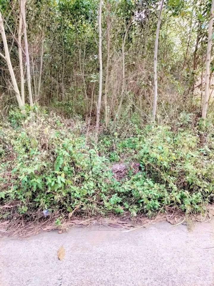 Đất Nền Phú Hòa, Đồng Nai 210m² - Mặt Tiền Bê Tông, Sẵn Sổ Hồng