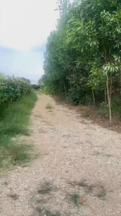 Đất Nền Cẩm Mỹ, Đồng Nai 1456m² - Góc 2 Mặt Tiền, Giá 550 Triệu