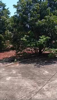 Bán 3.3ha Đất Vườn Đồng Nai - Sầu Riêng Thái Thu Hoạch, Mặt Tiền Nhựa