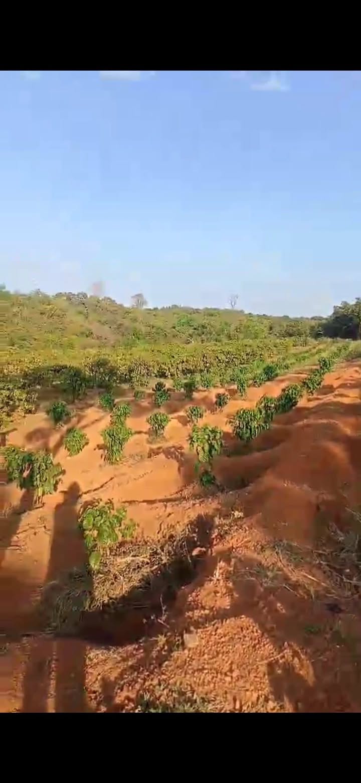 Đất Vườn Ia Blan - Chư Pưh: 1.2ha Cà Phê Tiềm Năng, Suối Lớn Quanh Năm