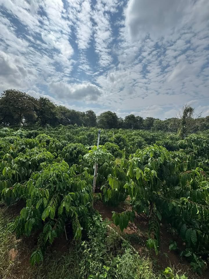 Đất vườn đỏ Hòa Phong 1,15 ha 12,139 tỷ - Sổ hồng rõ ràng