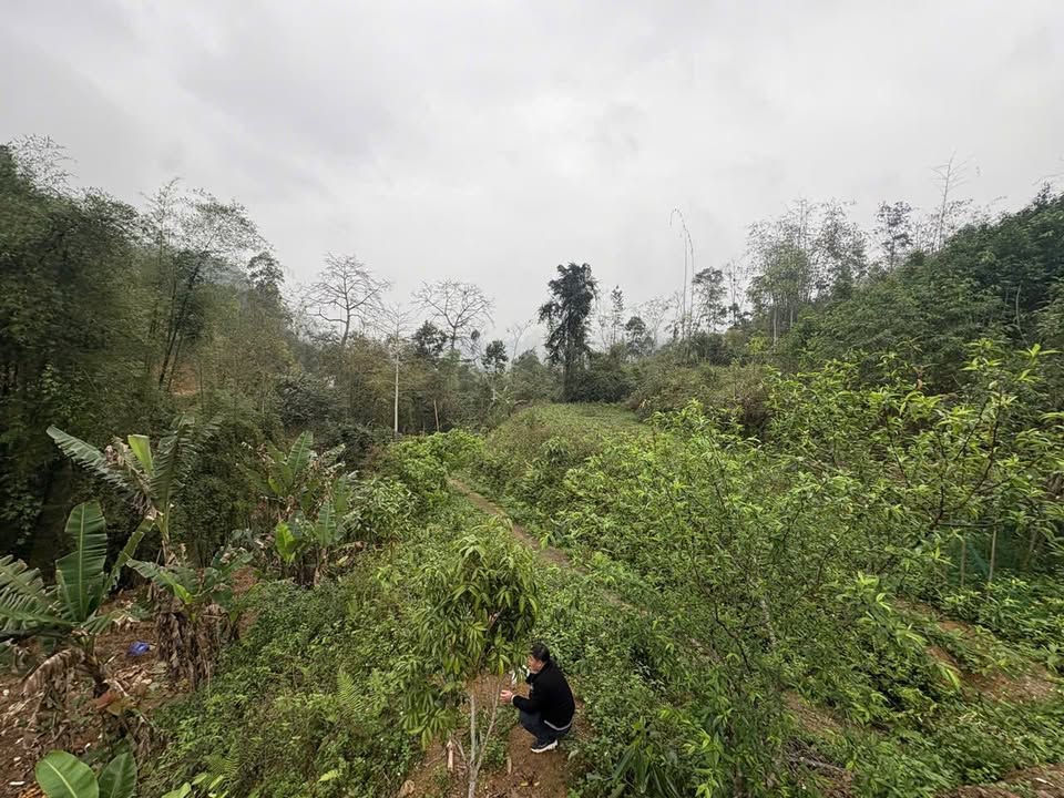 Bán Đất Vườn Nghỉ Dưỡng 1.87ha Bắc Kạn - Sổ Đỏ Thổ Cư