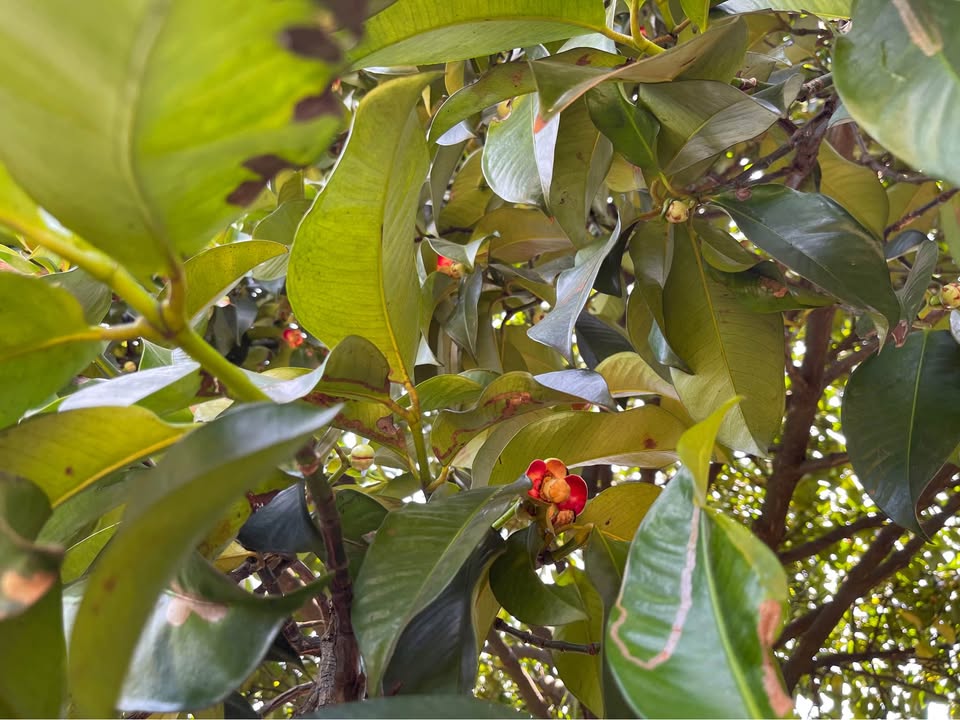 Đất Vườn Măng Cụt 1002m² Xã Dầu Giây, Đồng Nai - Giá 1.1 Tỷ