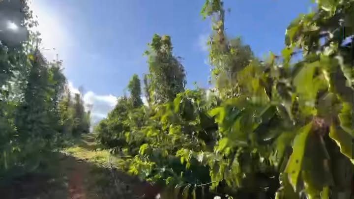 Đất vườn Thuận Hà Đắk Song 1.7ha 2.8 tỷ - Sổ đỏ chính chủ