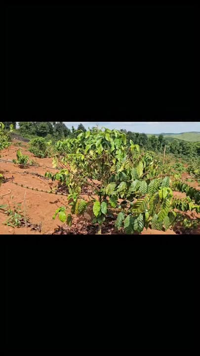 Farm 23.000m² Đắk Nông: 900 Trụ Tiêu & Sầu Riêng Thái - Giá 2.99 Tỷ