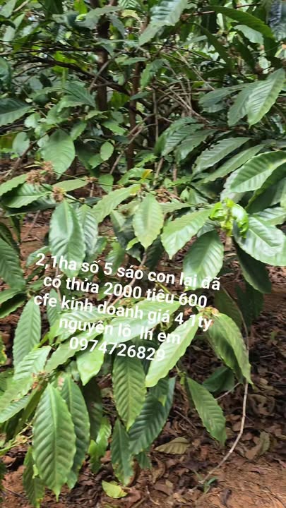 Farm 2.1ha Xã Quảng Lập, Đơn Dương - Giá 4.1 Tỷ, Đất Bằng, Thủy Lợi Đầy Đủ