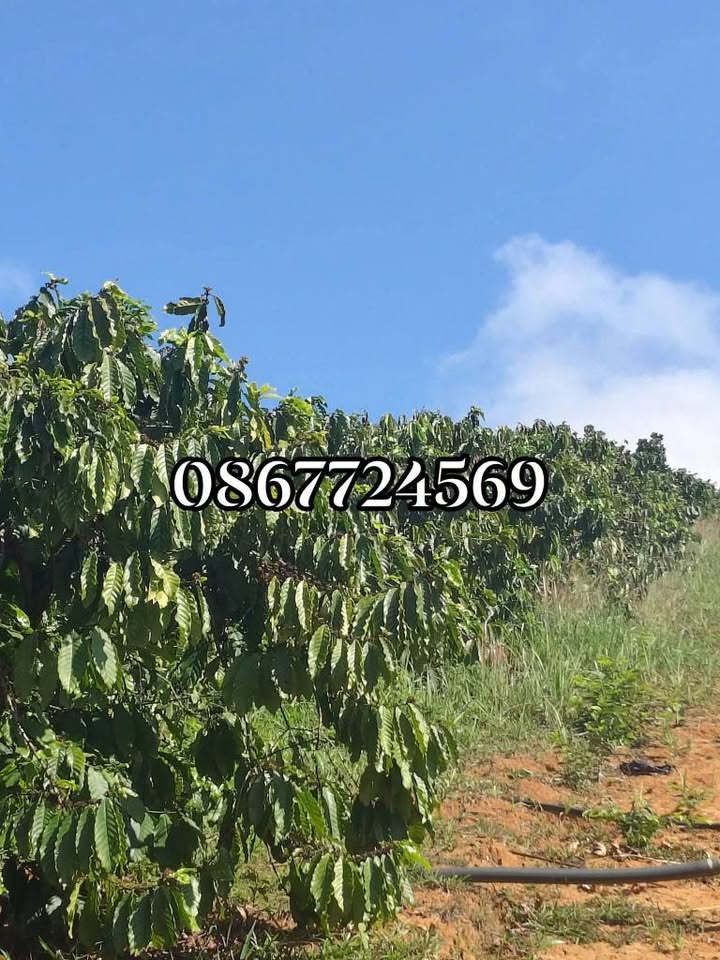 Farm B'lao Bảo Lộc 1.8ha 2.7 tỷ - Nghỉ dưỡng lý tưởng