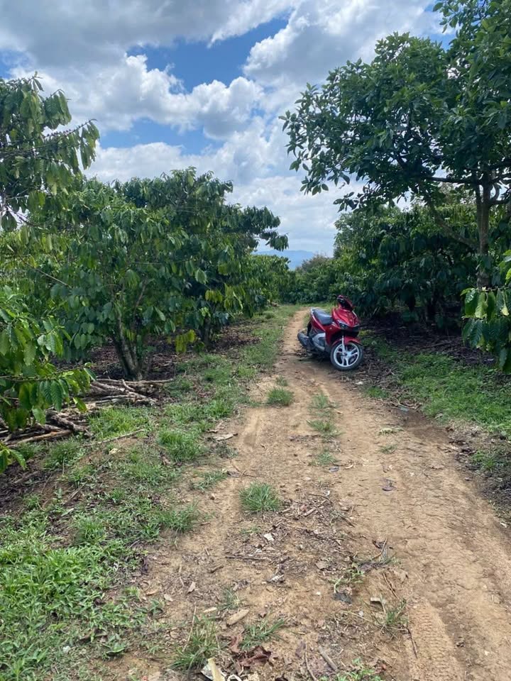 Farm cà phê Lộc Thành Bảo Lâm 1.908m² 2 tỷ - Sinh thái xanh