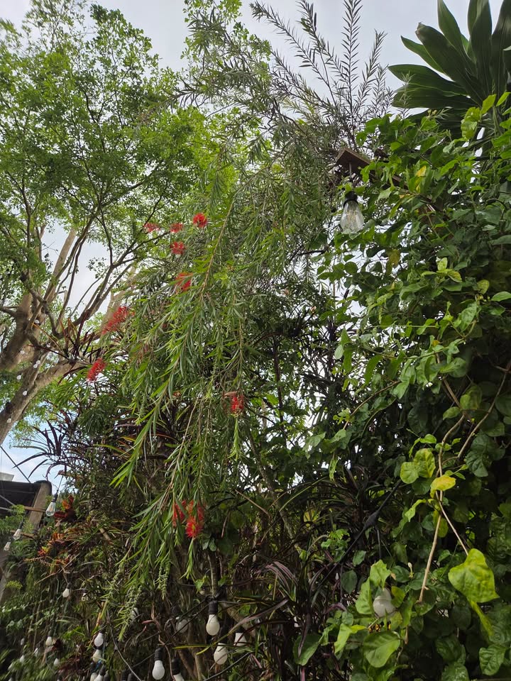 Đất nền Lộc Tiến Bảo Lộc 500m² 1.28 tỷ - Giá tốt hiếm có