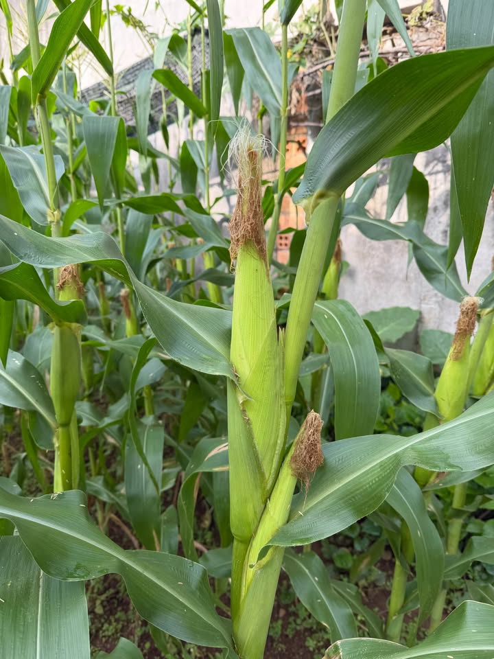 Đất nền Bảo Lâm 2800m² 3.3 tỷ - Sổ đỏ chính chủ