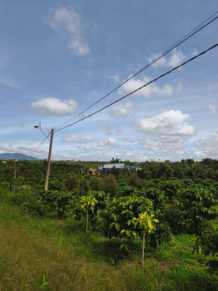 Bán Gấp 9 Sào Đất Mặt Tiền Bê Tông, Krông Pắc, Đắk Lắk - 6.6 Tỷ