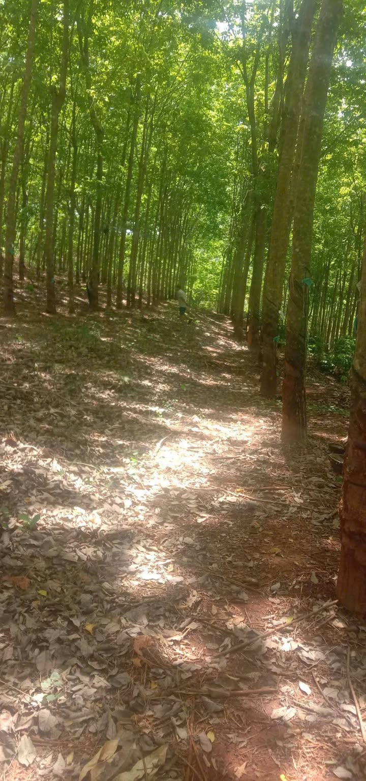 Đất nền Tân Lợi Đồng Phú 1,75ha 1,95 tỷ - Đầu tư dài hạn