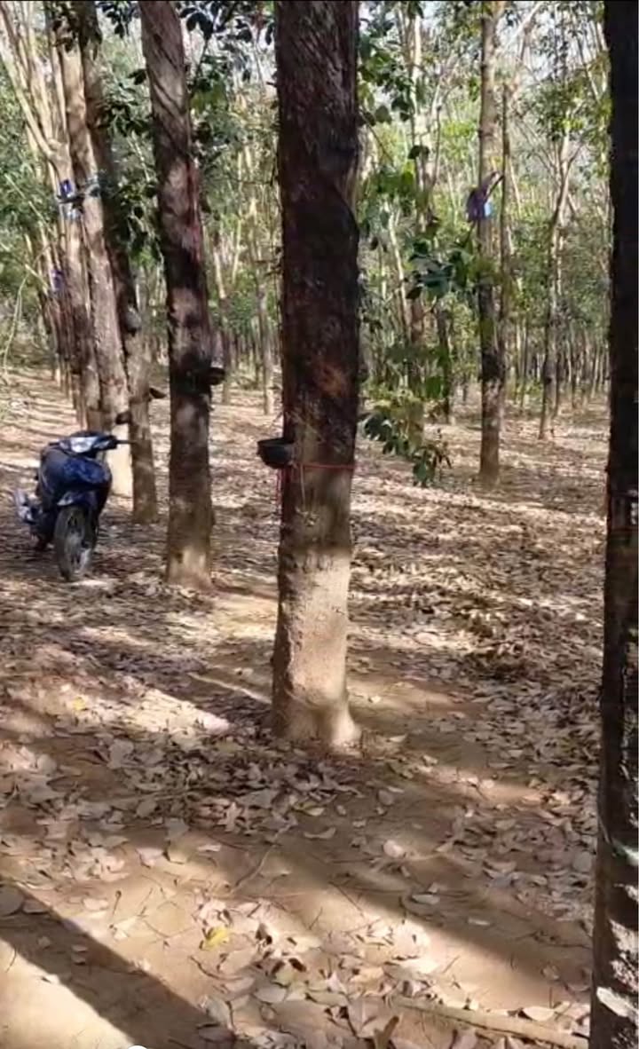 Bán Đất Cao Su 2ha Xã Đồng Tâm, Bình Phước - Giá 3 Tỷ