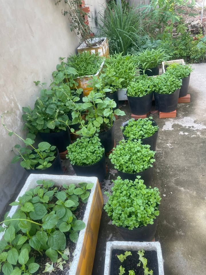 Đất nền Vũng Tàu P12 100m² 1.079 tỷ - Sổ đỏ chính chủ