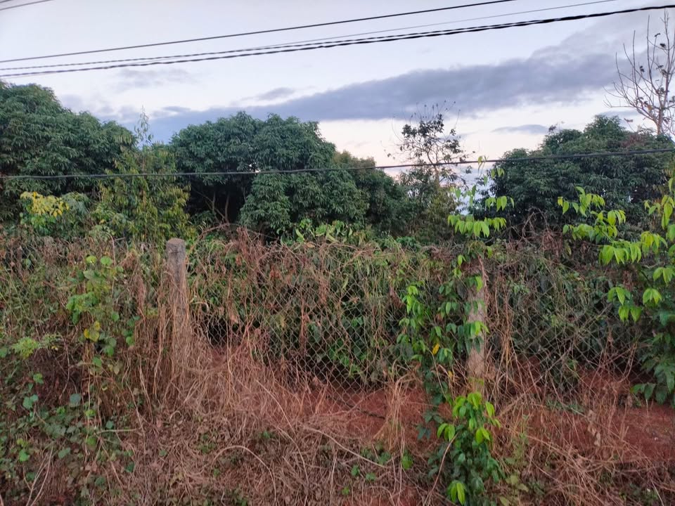 Đất vườn Cư M'gar 1.8sào giá tốt - Đầu tư dài hạn