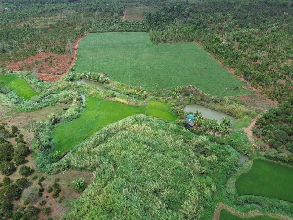 Bán Gấp Farm 2.6ha Eahđinh, Cư M'gar - Sẵn Suối, Ô Tô Tới Nơi