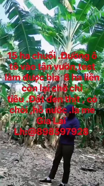 Đất vườn Ia Grăng 15ha - Nghỉ dưỡng sinh thái xanh