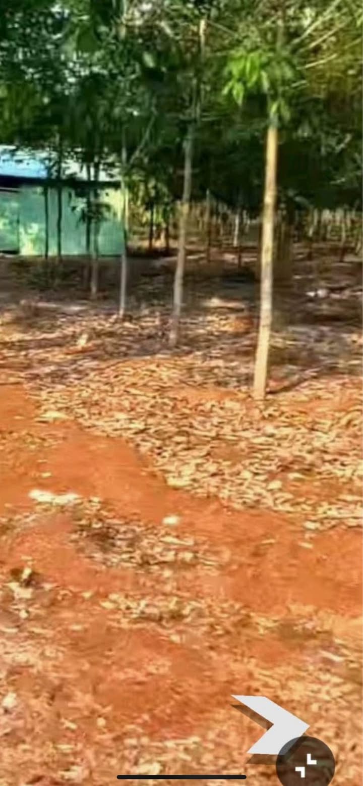 Farm Tân Lợi Đồng Phú 23.000m² 6 tỷ+ - Sổ đỏ chính chủ