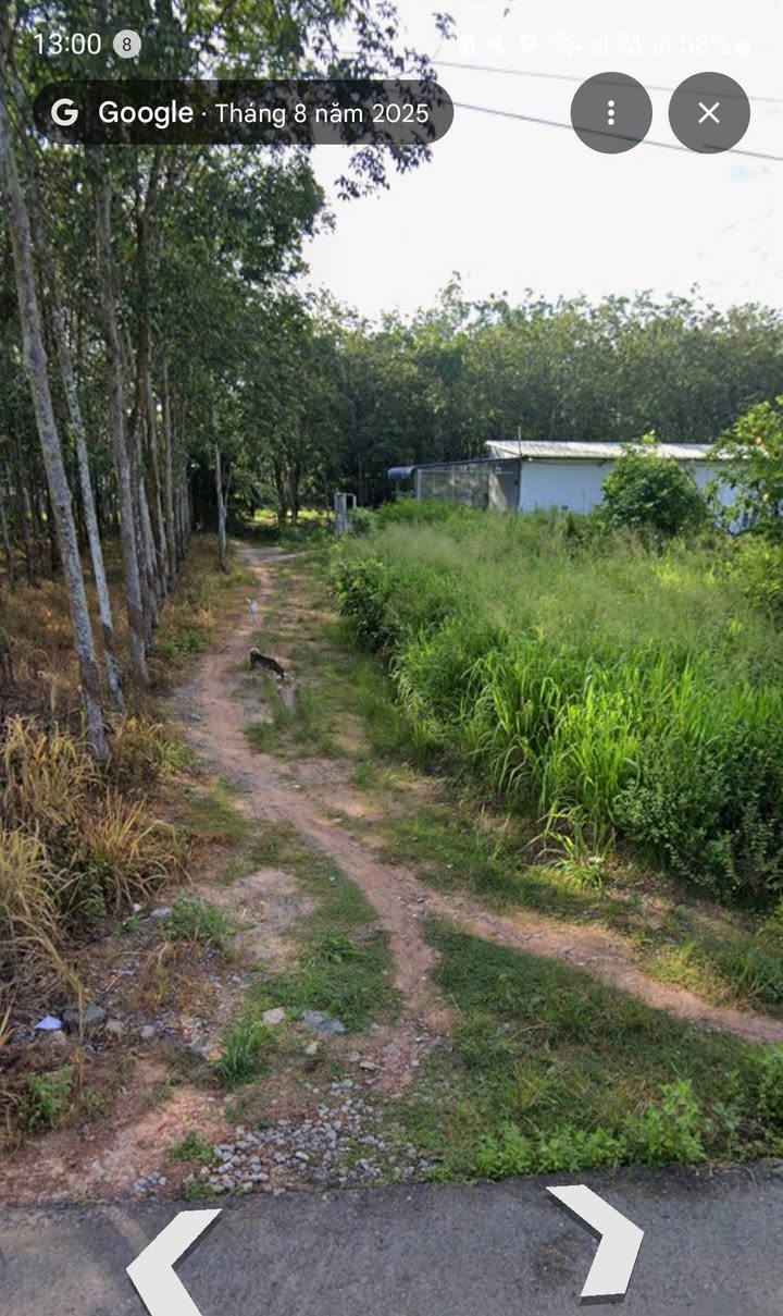 Bán Gấp Đất Vàng Bến Cát 500m² - Sổ Hồng Riêng, Giá Thương Lượng