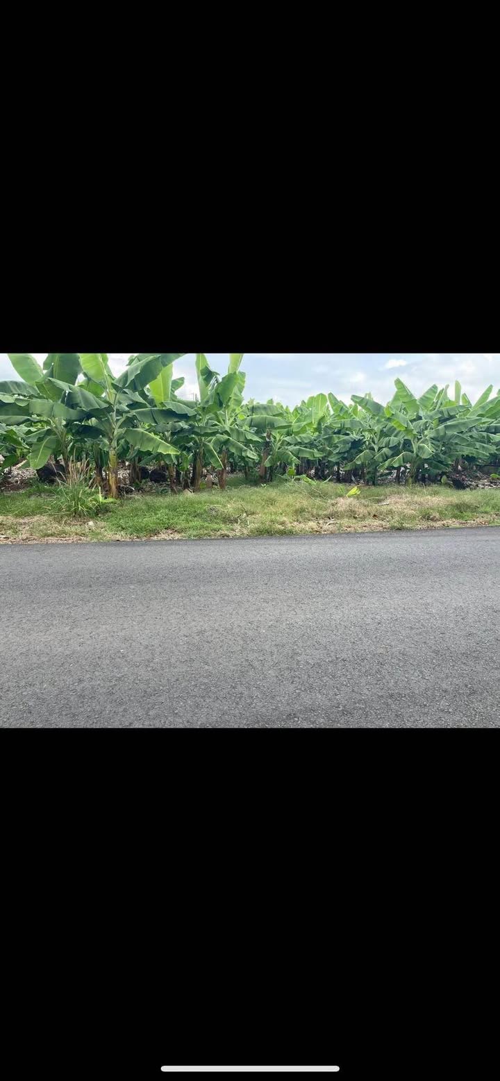 Đất Ấp Sối Đá 1.200m² 1.4 tỷ - Pháp lý rõ ràng