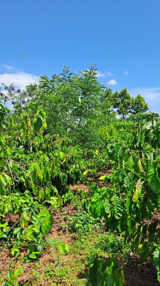 Farm Ia O Gia Lai 1980m² giá 1.55 tỷ - Sổ đỏ chính chủ