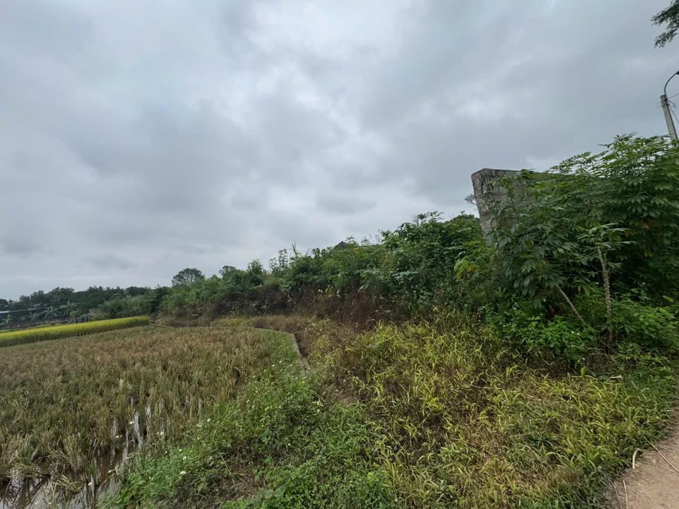 Đất Vườn Tân Cương 2400m² - Sổ Hồng Sẵn Sàng Đầu Tư