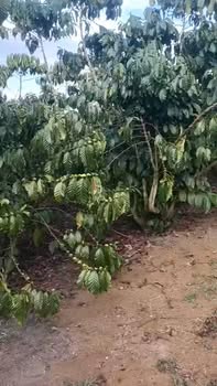 Land Thôn 9 Lộc Ngãi 2,4ha 12 tỷ - Sổ đỏ chính chủ, xây dựng tự do