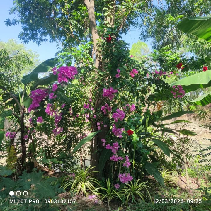 Đất Hưng Long Bình Chánh 1000m² 1.5 tỷ - Đầu tư dài hạn