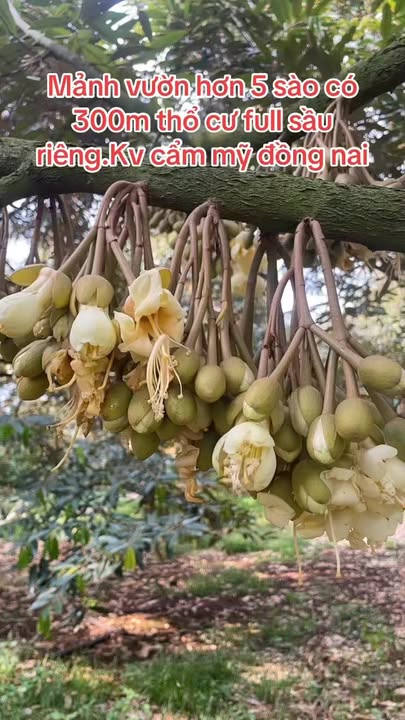Bán Vườn Sầu Riêng 5100m² Đồng Nai - Sẵn Sàng Khai Thác