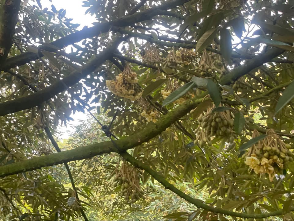 Bán Vườn Sầu Riêng 5100m² Đắk Lắk - Giá 1.2 Tỷ/Sào - Đầu Tư Sinh Lời