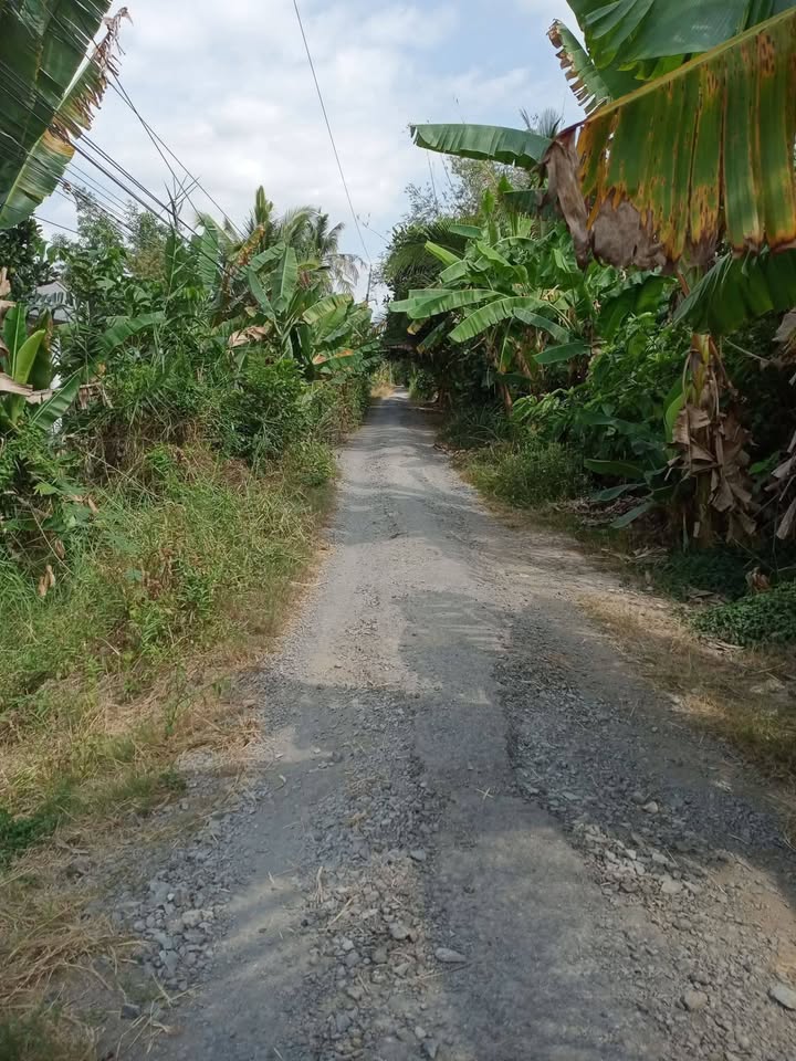 Farm Phú Quới Vĩnh Long 5.6 công 2.5 tỷ - Sổ đỏ chính chủ