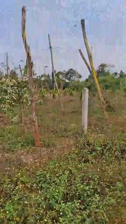 Bán Đất Farm Buôn Hồ 2412m² - Vườn Sầu Riêng Cho Thu Trái, Giá 6.5 Tỷ