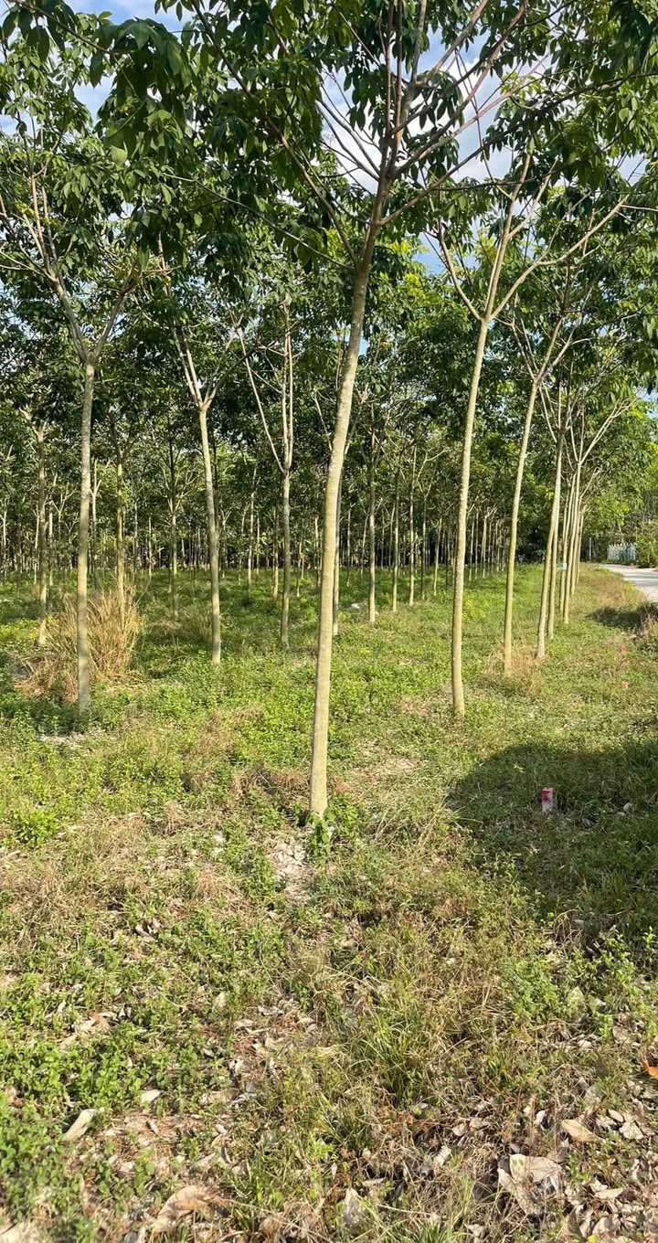 Đất nền Minh Đức Hớn Quản 250m² 300-399tr - Sổ đỏ chính chủ