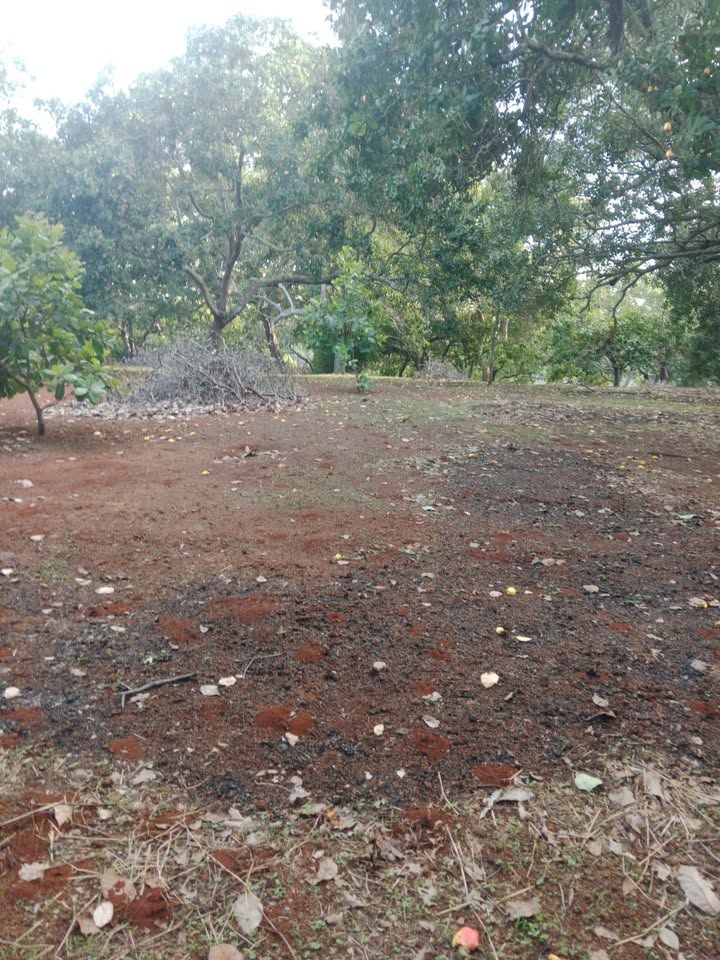 Bán Đất Vườn 1800m² Bình Phước - Gần ĐT 755, Sổ Đỏ