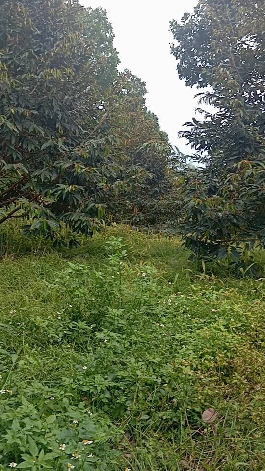 Bán Gấp Rẫy Điều Sầu Riêng 8.8ha Đồng Phú - Giá Đầu Tư 12.3 Tỷ