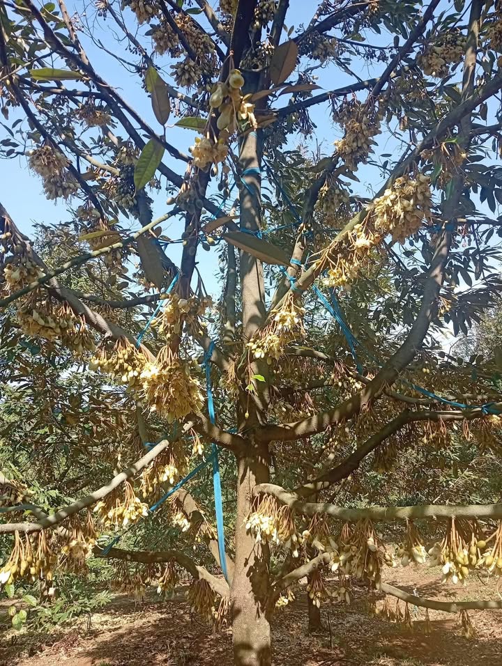 Bán Gấp Rẫy Sầu Riêng Thái 2.2 Hecta - Đắk Nông