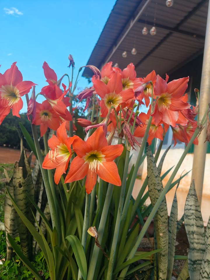 Đất nền Đắk Ngo 1.125m² 45 tỷ - Sổ đỏ chính chủ