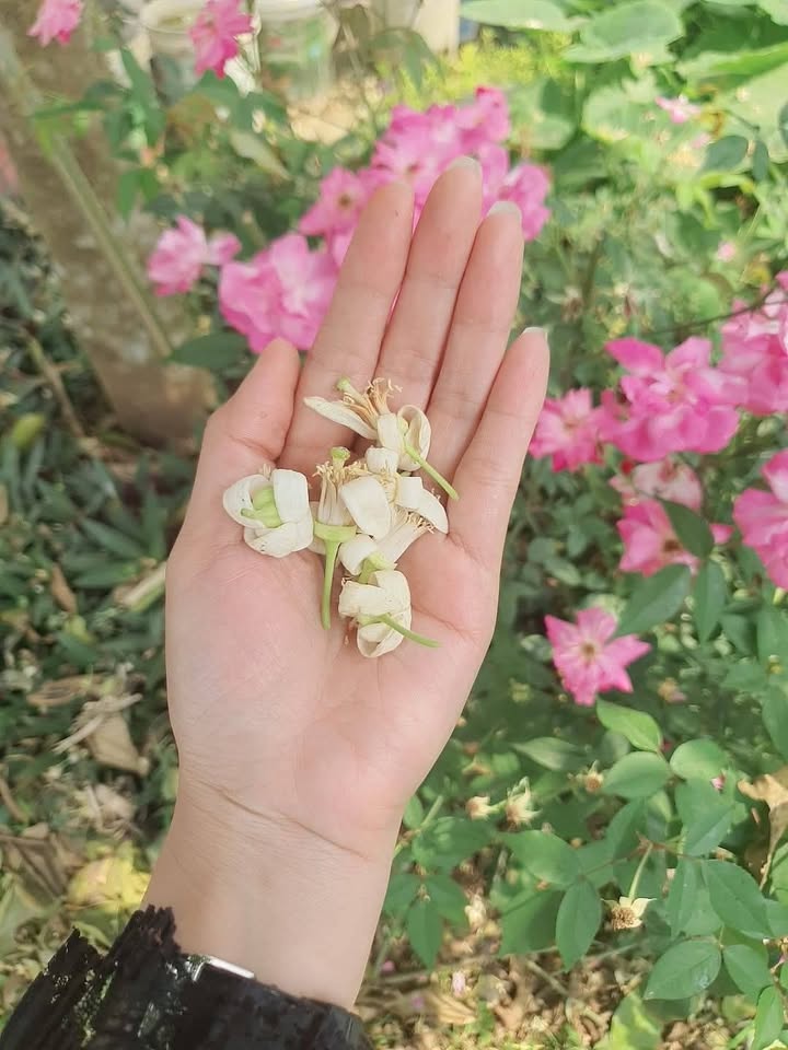 Đất Quảng Hưng Thanh Hóa 660m² 9.8 tỷ - Thổ cư 100%