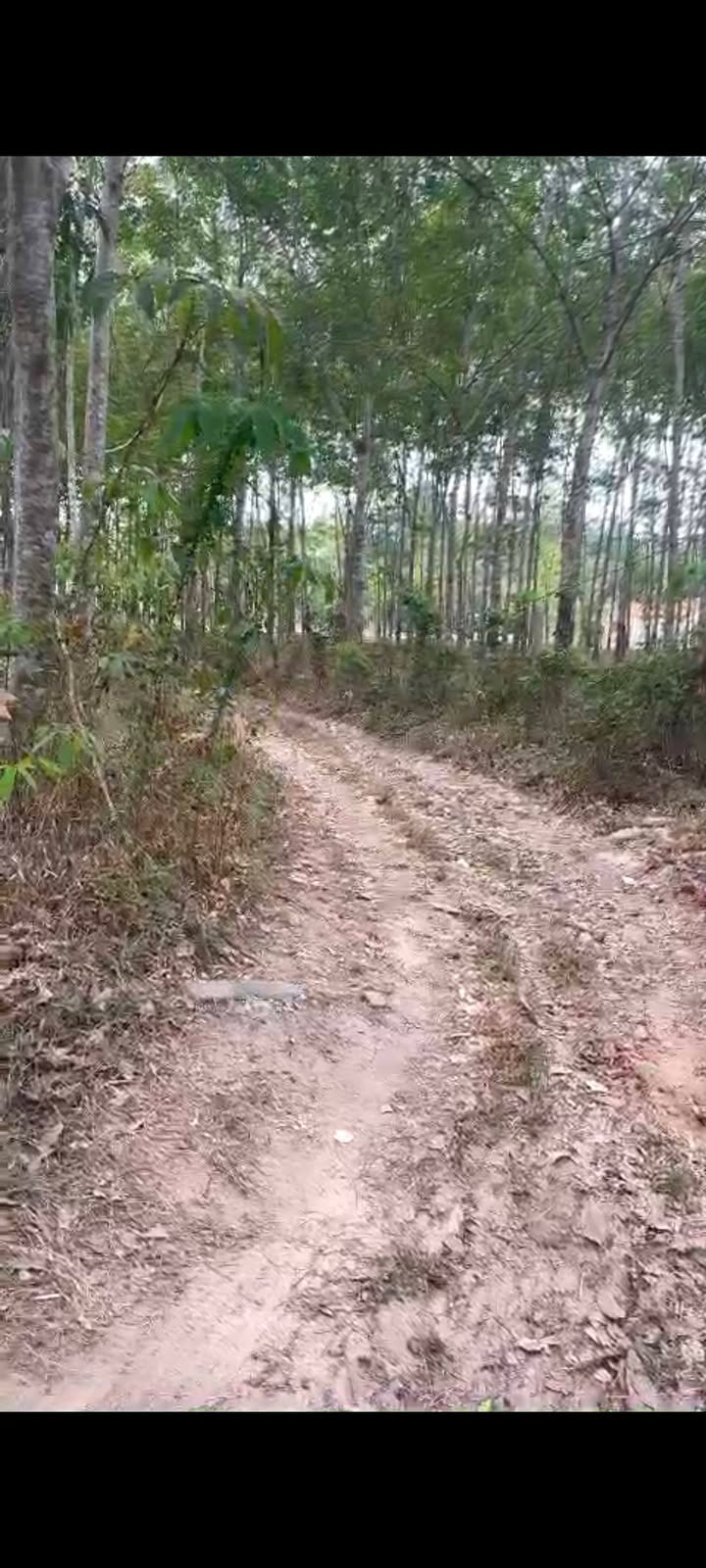 Đất Vườn 2000m² Lai Hưng, Bình Dương - Giá Đầu Tư Tốt