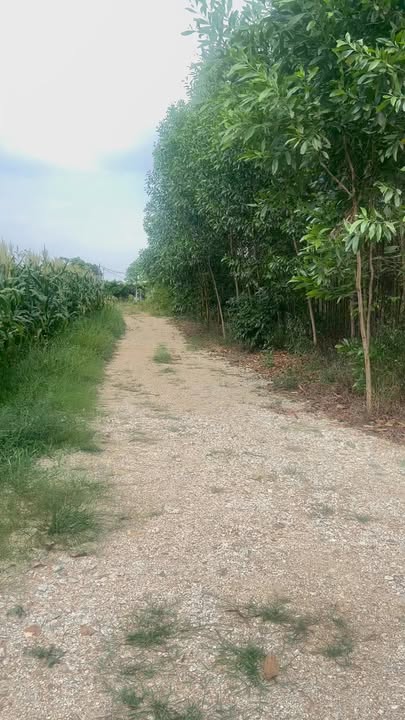 Đất Nền Cẩm Mỹ, Đồng Nai 1456m² - Giá 550 Triệu, Sẵn Sổ Hồng