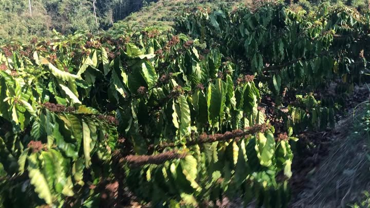 Đất vườn Quảng Phú Krông Nô 3ha 1,6 tỷ - Đầu tư dài hạn