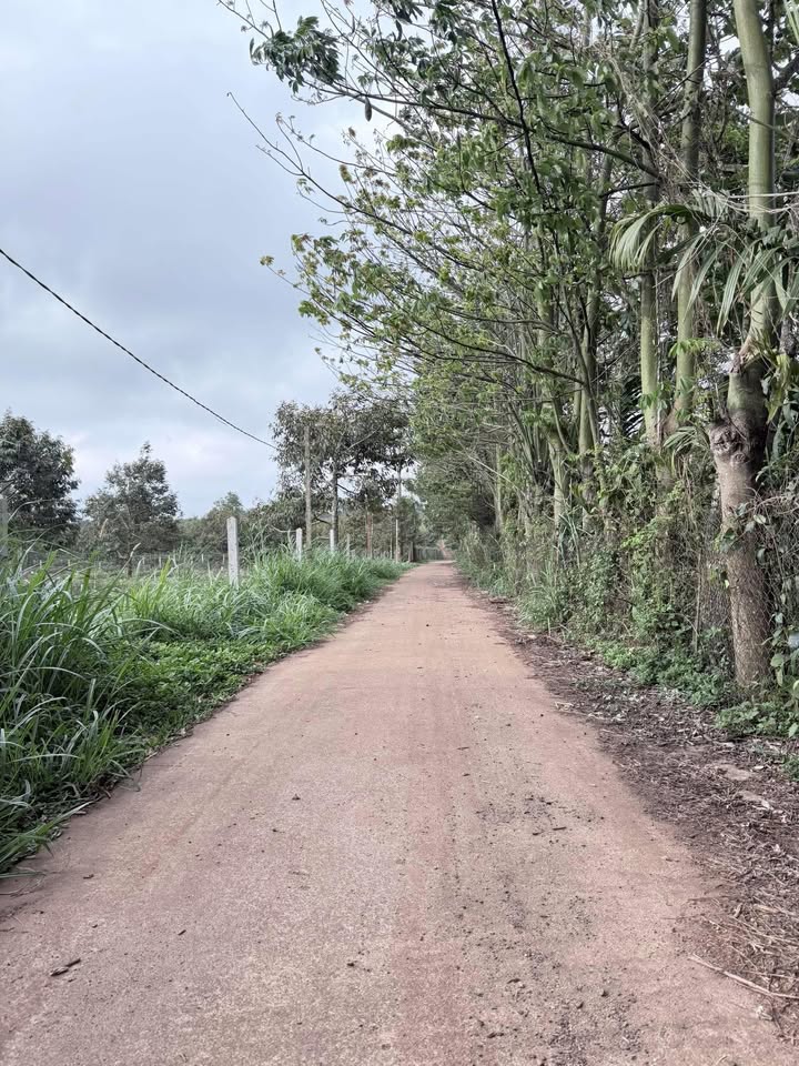 Đất Vườn Đắk Lắk 3600m² - Mặt tiền đường bê tông dài 100m, giá 15 tỷ