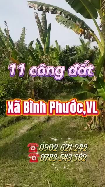 Bán Gấp Đất Vĩnh Long 11.000m² Mặt Tiền Lộ Nhựa - Giá Sốc 4.99 Tỷ