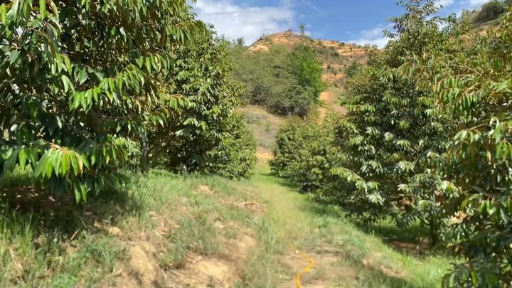 Farm Đạ Lây 1,4 ha giá 2,2 tỷ - Đầu tư dài hạn