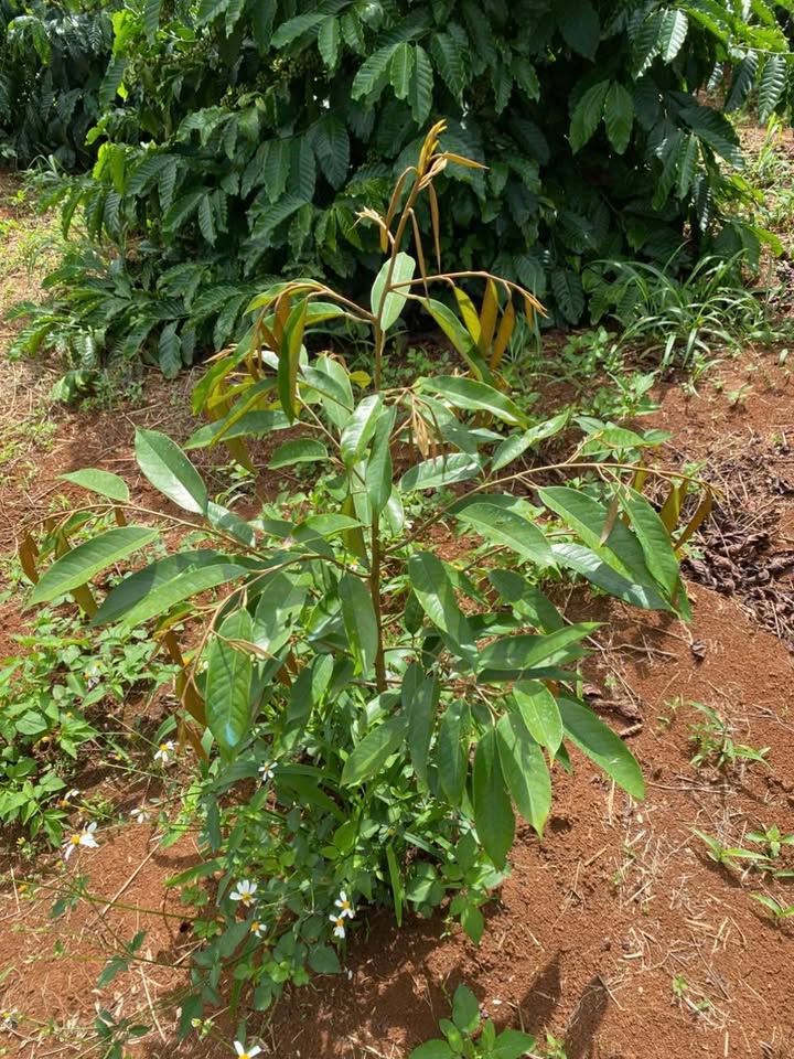 Bán Đất Vườn Ea Sin, Đắk Lắk - 4.6ha, Mặt Tiền Nhựa, 450 Cây Sầu Riêng