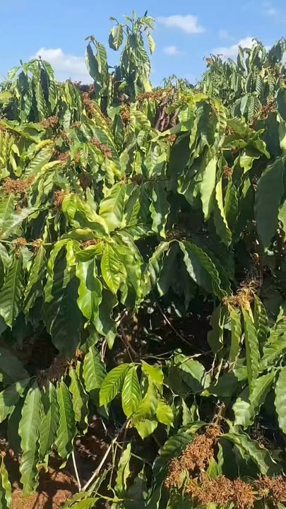 Đất rẫy Đắk Lao Đắk Mil 2520m² - Đầu tư dài hạn