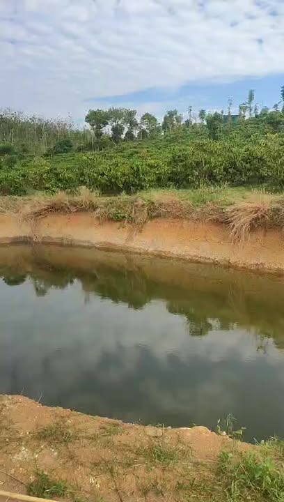 Đất Vườn Đắk Nông 12.000m² - Giá Đầu Tư 1.9 Tỷ