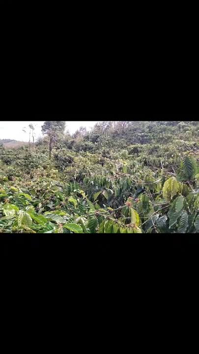 Bán Gấp Farm 1.8ha Đăk Glong, Đăk Nông - Vườn Sầu Riêng, Cà Phê, Ao Hồ