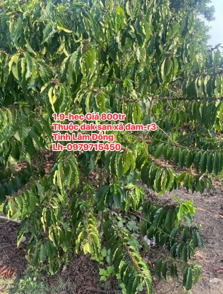 Bán 19.000m² Đất Vườn Đam Rông, Lâm Đồng - Sẵn Ao Tưới, Giá 800 Triệu